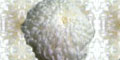 Образец схемы: Хризантемы Белые Комочки